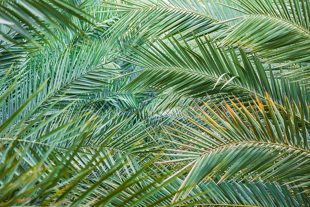 Middle East-Arabian Peninsula-Oman-Ad Dakhiliyah-Nizwa-Palm tree fronds in Nizwa-Oman